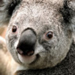 Meet your Posher, Casey